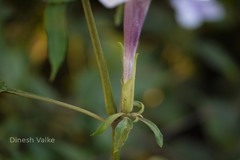 Barleria involucrata var. involucrata